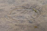 Orthetrum cancellatum