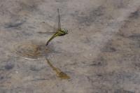 Orthetrum cancellatum