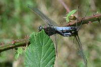 Orthetrum cancellatum