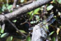 Libellula quadrimaculata