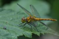 Sympetrum sanguineum