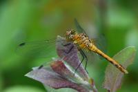 Sympetrum sanguineum