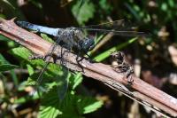 Orthetrum cancellatum