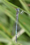 Platycnemis pennipes