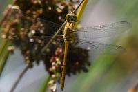 Sympetrum meridionale