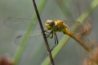 Sympetrum meridionale