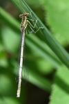 Platycnemis pennipes