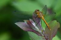 Sympetrum sanguineum