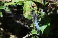 Orthetrum cancellatum