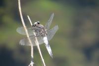 Orthetrum cancellatum