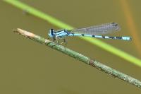 Enallagma cyathigerum