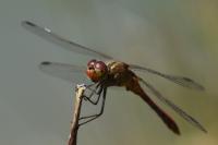 Sympetrum meridionale