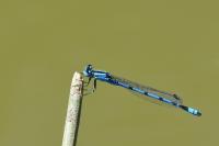 Enallagma cyathigerum