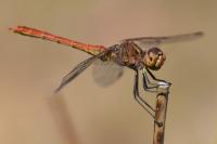 Sympetrum meridionale