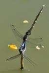 Orthetrum cancellatum
