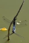 Orthetrum cancellatum