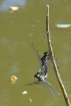 Orthetrum cancellatum
