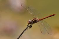 Sympetrum meridionale