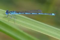 Erythromma lindenii