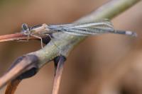 Ischnura elegans