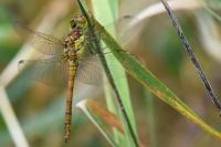 Sympetrum striolatum
