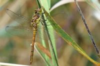 Sympetrum striolatum