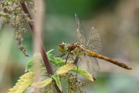 Sympetrum striolatum