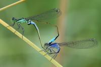 Ischnura elegans