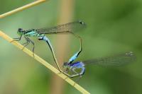 Ischnura elegans