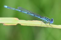 Erythromma lindenii