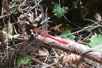 Sympetrum sanguineum