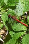 Sympetrum sanguineum