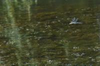 Anax imperator