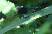 Calopteryx splendens