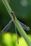 Chalcolestes viridis