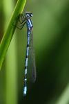 Enallagma cyathigerum