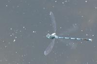 Erythromma lindenii