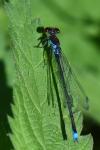 Erythromma viridulum