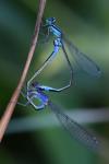 Ischnura elegans