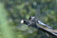 Orthetrum cancellatum