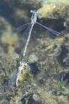 Platycnemis pennipes