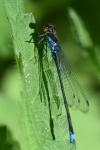 Erythromma viridulum