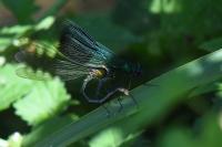 Calopteryx splendens