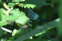 Calopteryx splendens