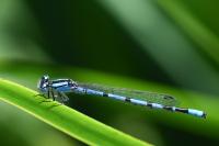 Enallagma cyathigerum