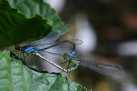 Erythromma viridulum