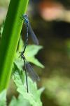 Erythromma lindenii
