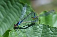 Erythromma viridulum