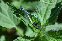 Erythromma lindenii