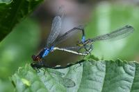 Erythromma viridulum